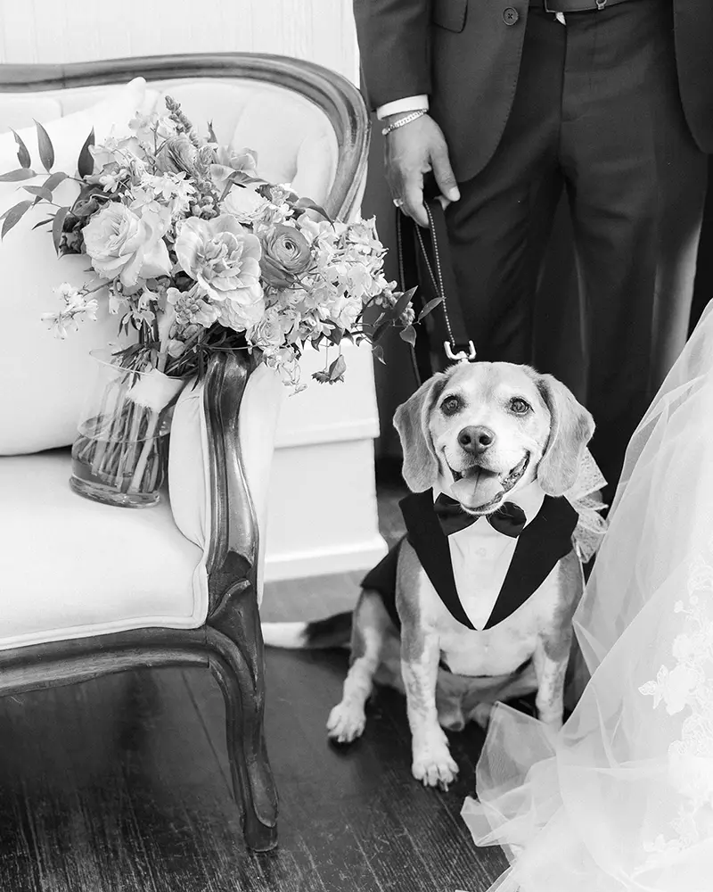 A ring bearer dog in a bow tie